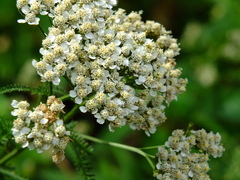 Achillea millefolium