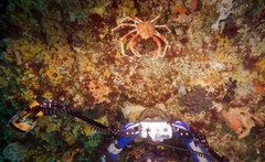 Leptomithrax gaimardii