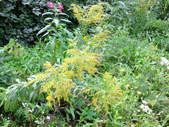 Solidago canadensis