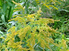 Solidago canadensis