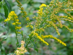 Solidago canadensis