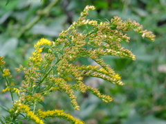Solidago canadensis
