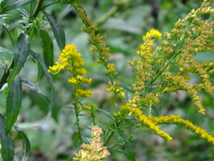 Solidago canadensis