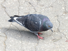 Columba livia domestica