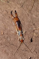 Labidura riparia