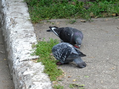 Columba livia domestica