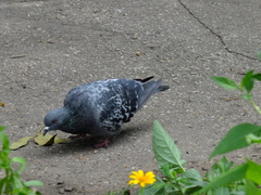Columba livia domestica
