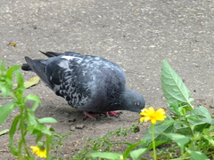 Columba livia domestica