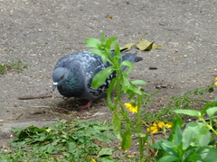 Columba livia domestica