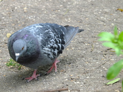 Columba livia domestica
