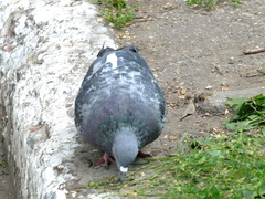Columba livia domestica