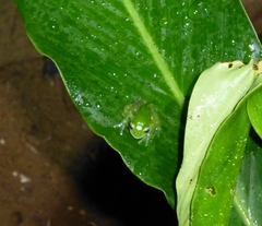 Espadarana prosoblepon