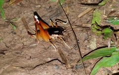 Apotetamenus amazonae