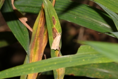 Camptozada mirabilis