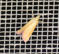 Xanthostege roseiterminalis