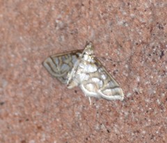 Pseudopyrausta santatalis