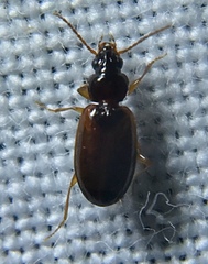 Trechus quadristriatus