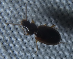 Trechus quadristriatus