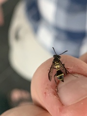 Polybia occidentalis