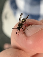 Polybia occidentalis