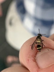 Polybia occidentalis