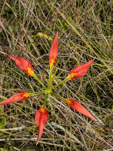 Catesby's lily