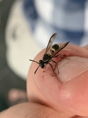 Polybia occidentalis