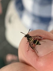 Polybia occidentalis