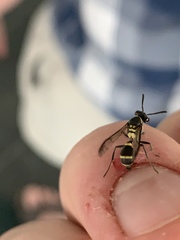 Polybia occidentalis