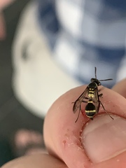 Polybia occidentalis