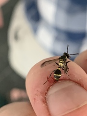 Polybia occidentalis