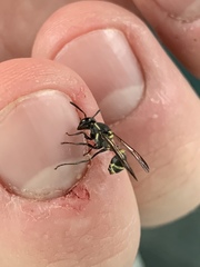 Polybia occidentalis