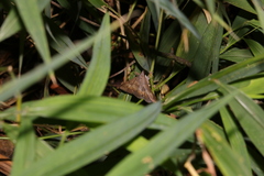Hypospila bolinoides