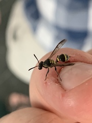 Polybia occidentalis