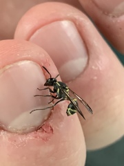 Polybia occidentalis