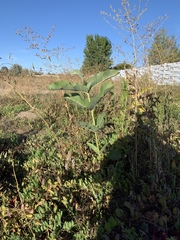 Asclepias speciosa