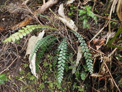 Blechnum membranaceum