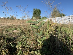 Asclepias speciosa