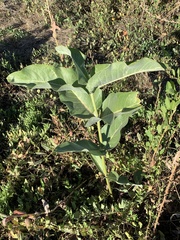 Asclepias speciosa