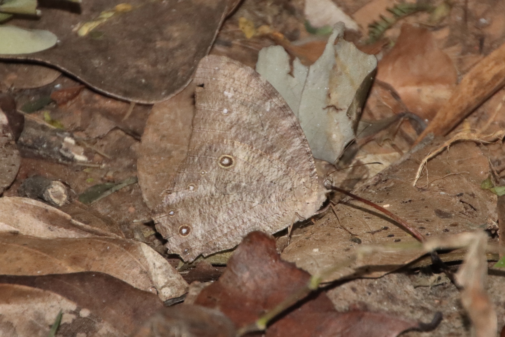 Common Evening Brown