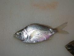 Eucinostomus gula