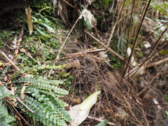 Blechnum membranaceum