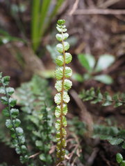 Blechnum membranaceum