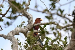 Eurystomus glaucurus