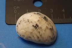 Nerita polita