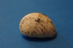 Nerita polita