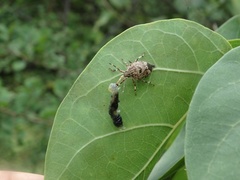 Eocanthecona furcellata