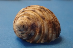 Turbo setosus