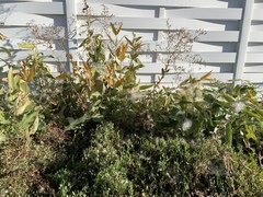 Asclepias speciosa