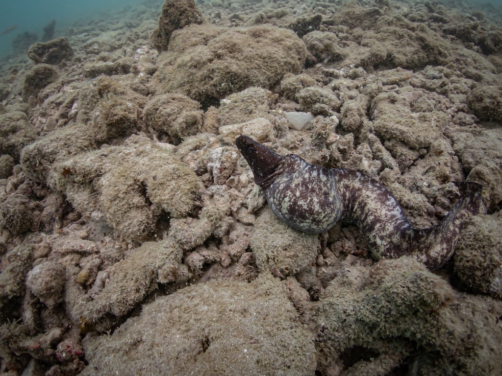 Brown Moray-Eel